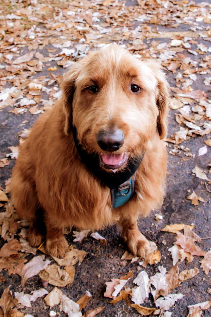 Cuyahoga Valley National Park Ohio Adventure Elopement Photographer Elizabeth Nihiser Photography