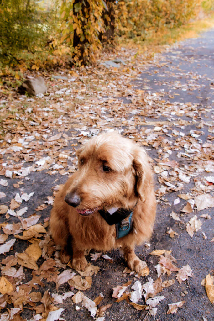 Cuyahoga Valley National Park Ohio Adventure Elopement Photographer Elizabeth Nihiser Photography