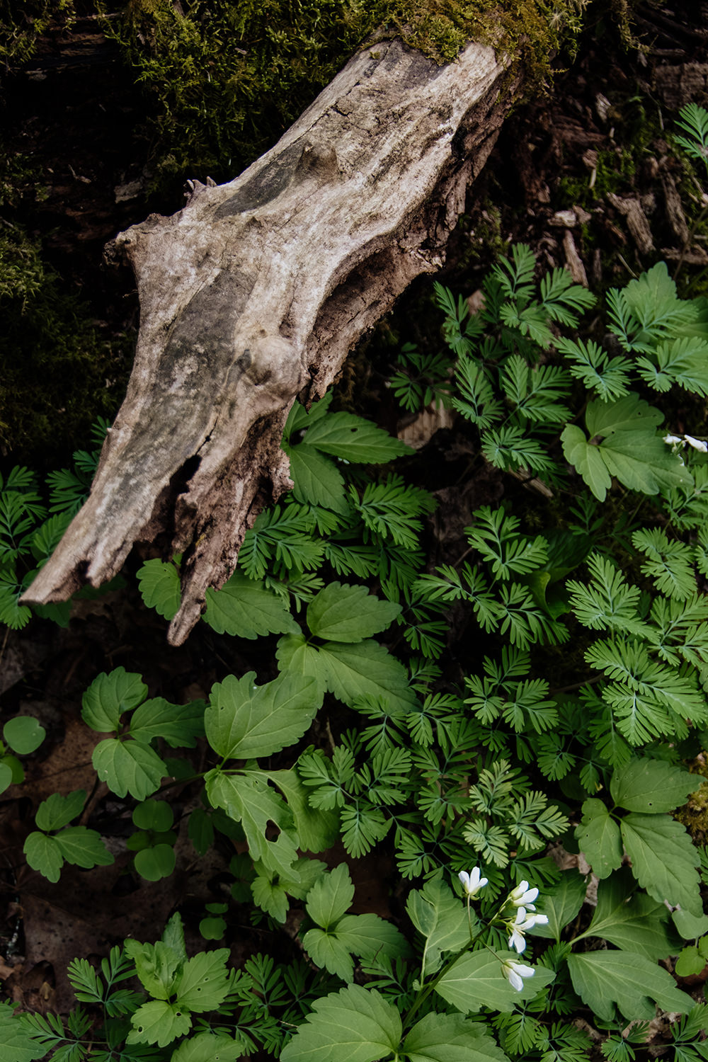 A close-up of the forest floor at Cedar Falls in the Hocking Hills, featuring delicate spring ephemeral wildflowers emerging.