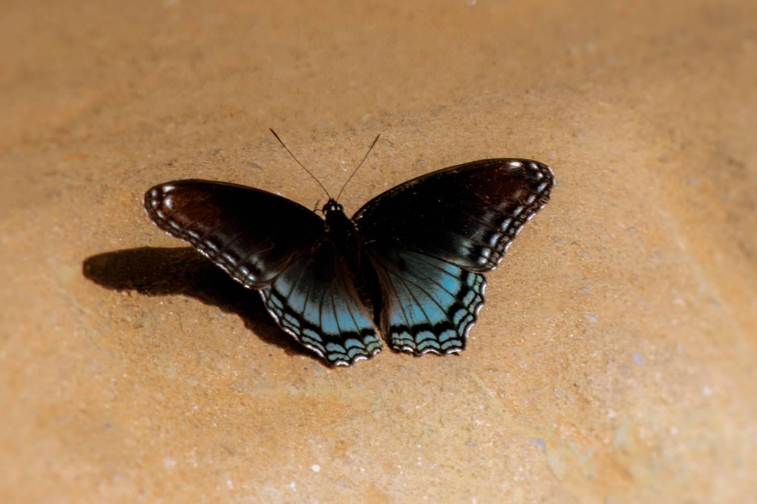 A black and cyan butterfly at Ash Cave.