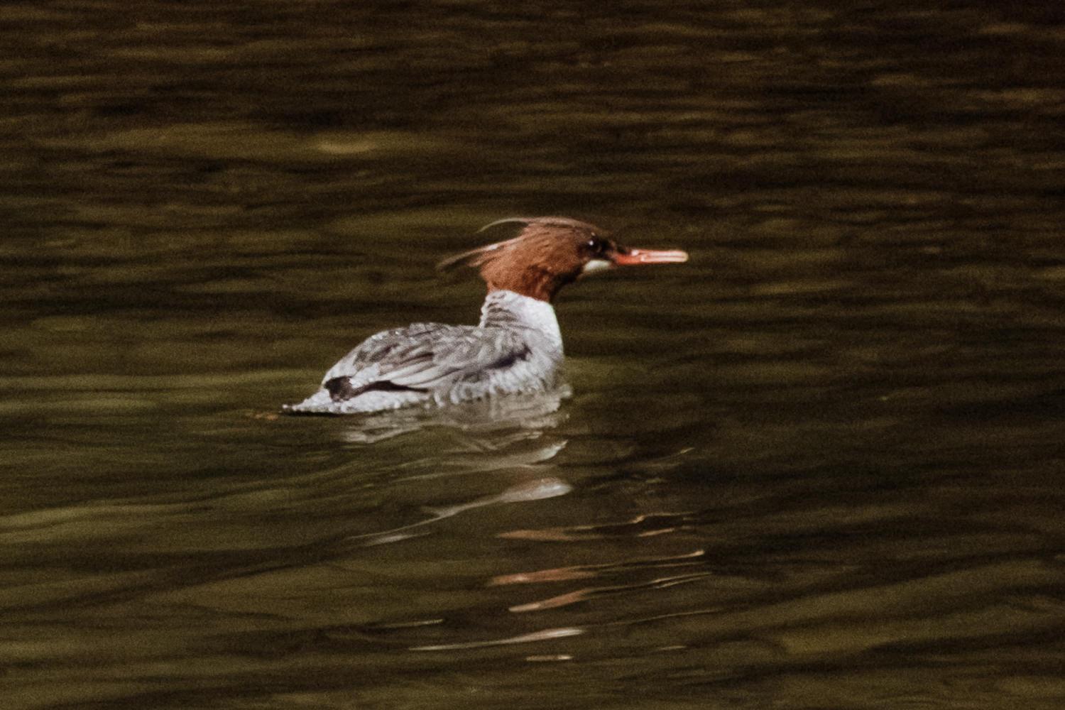 A male Common Merganser photographed in April in front of Cedar Falls in Hocking Hills State Park.