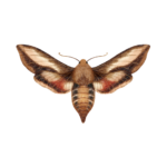 An illustration of a Hummingbird Clearwing Moth