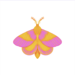 An illustration of a Rosy Maple Moth