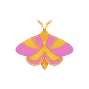 An illustration of a Rosy Maple Moth