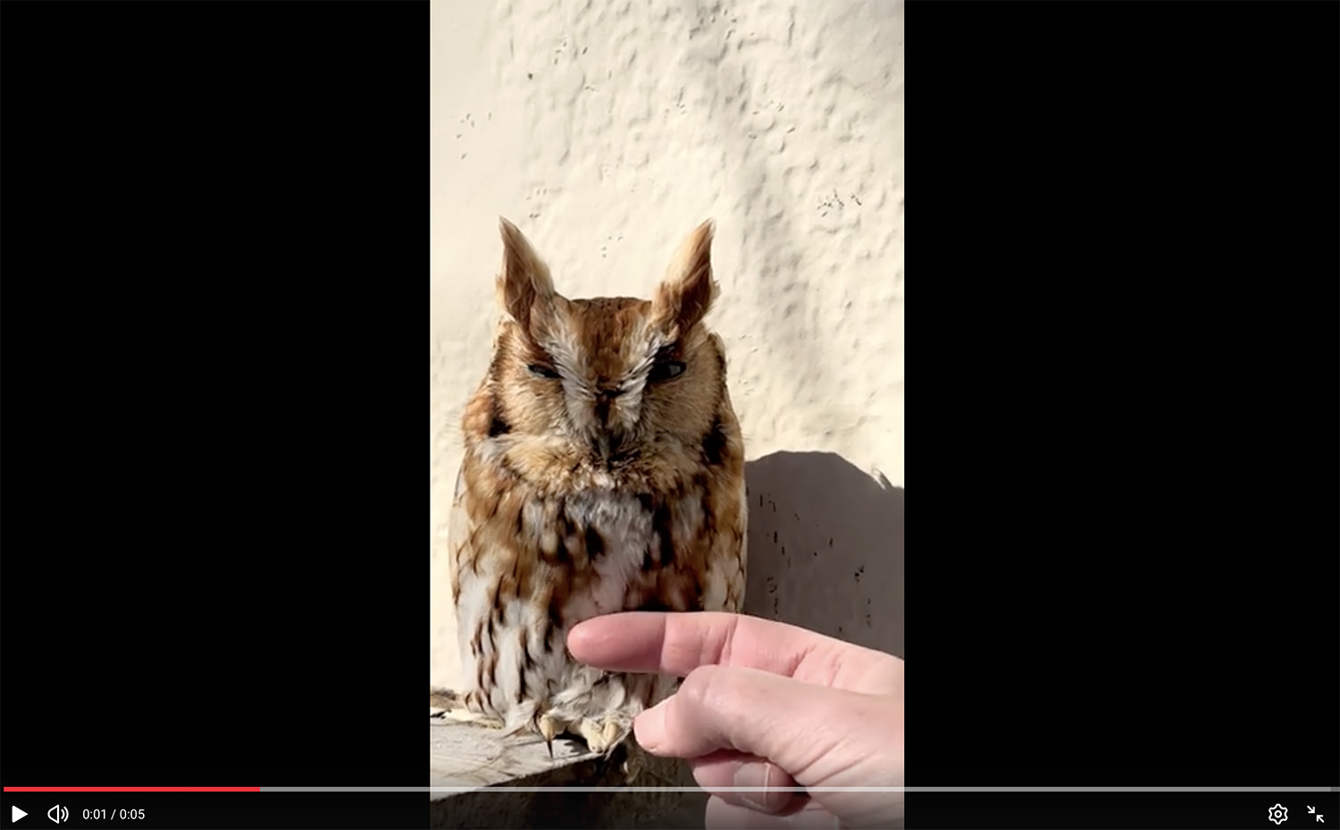 Video screenshot of a screech owl at an Ohio castle being finger petted.