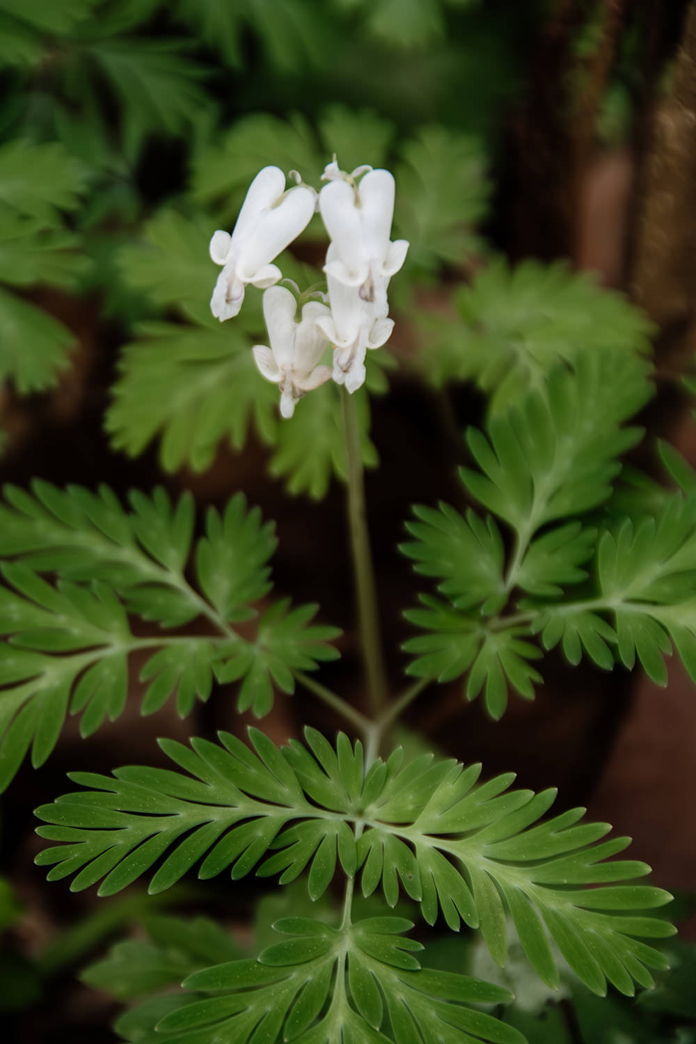 Dutchman's Breeches is a unique wildflower that grows in the Hocking Hills, Ohio during early spring.