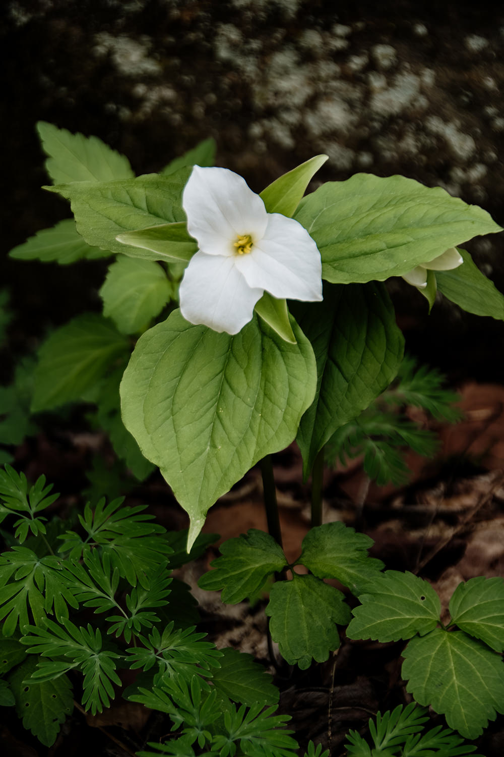 Trillium is a unique wildflower that grows in the Hocking Hills, Ohio during early spring.