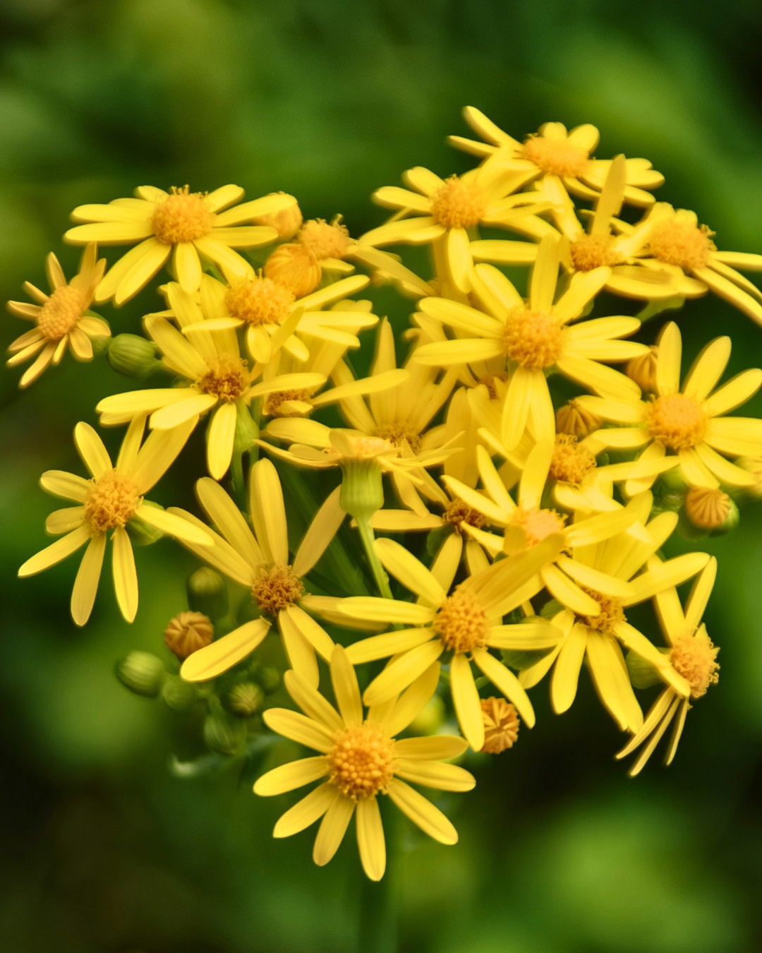 A bunch of yellow wildflowers naturally form a heart shape in the Hocking Hills, Ohio.