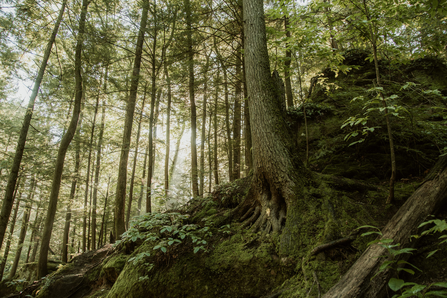 Golden morning sunlight filtering through tall forest trees near the Cedar Falls